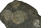 Fossil Ammonite Cluster - Posidonia Shale, Germany #368184-1